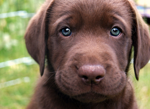 cute-sad-puppy-face